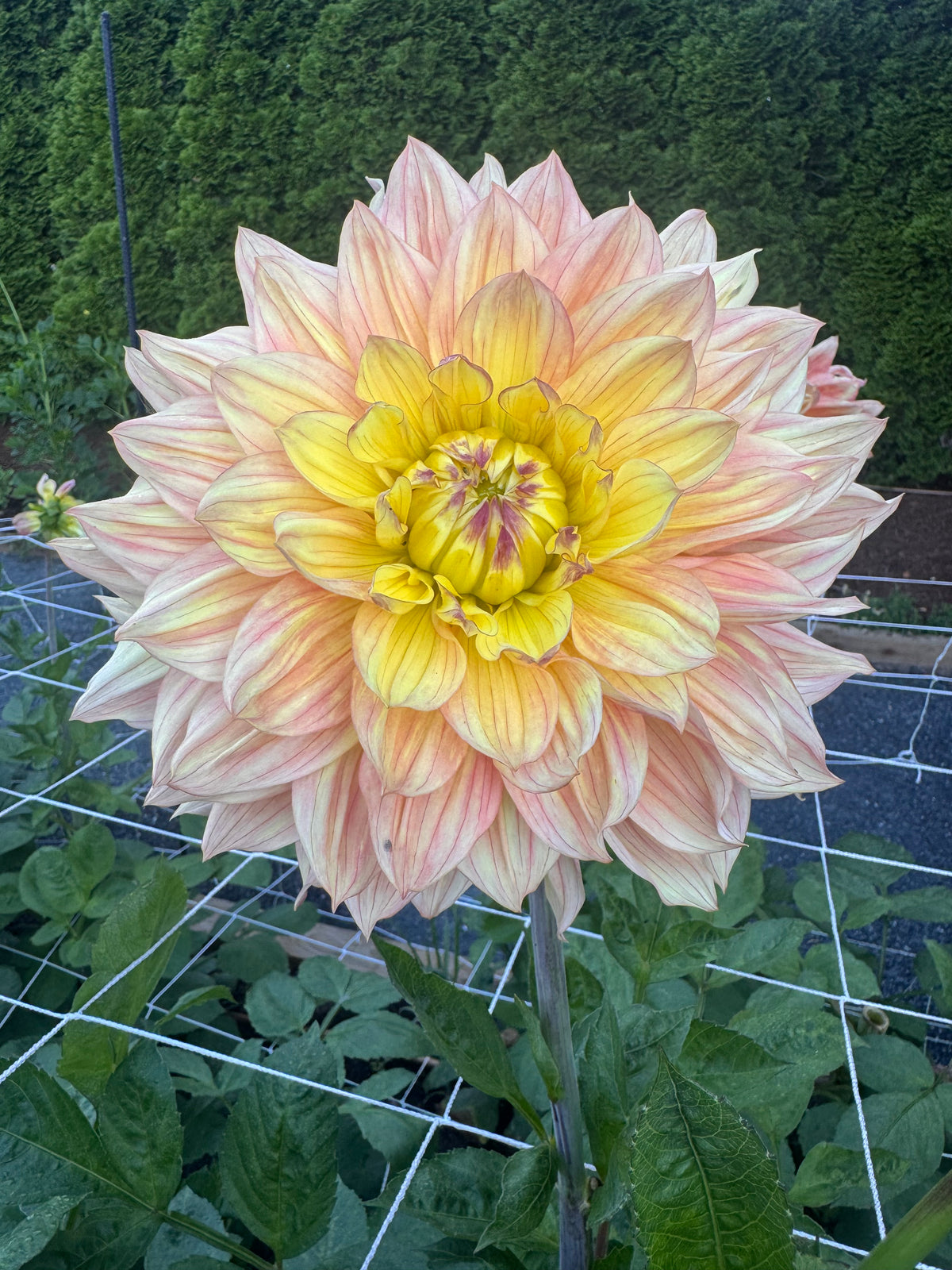 Wanda’s Aurora