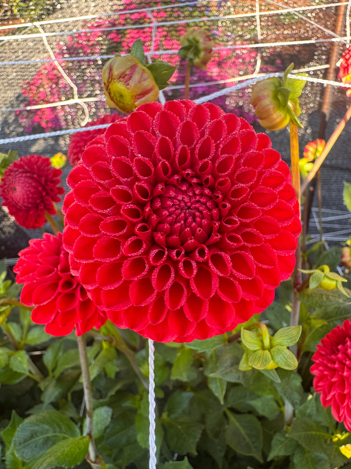 CHInese Red